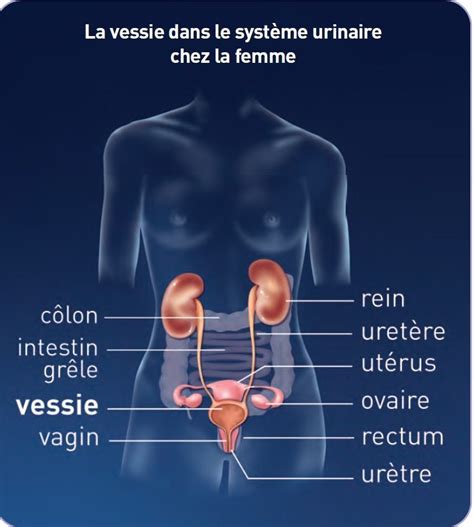 méat urinaire|Où se trouve le méat urinaire féminin